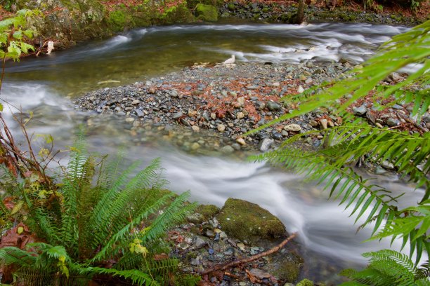 在河汊秋叶中，鲑鱼产卵和海鸥产卵时间暴露生命周期图片下载