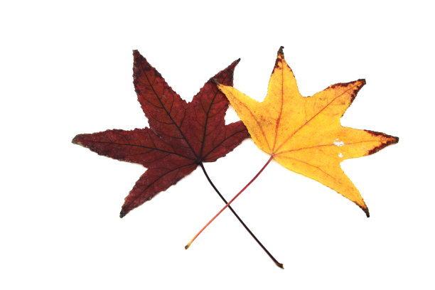 白色的背景黄色的叶子和秋天的概念图片下载