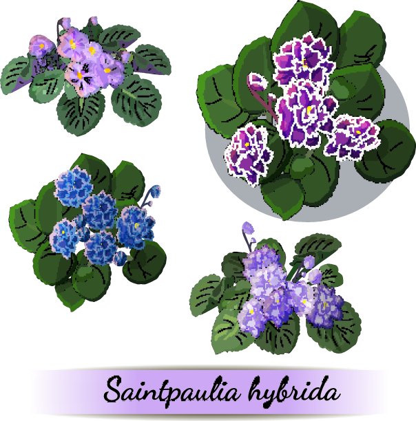 矢量集开花非洲紫罗兰与花的不同颜色孤立在白色的背景图片下载