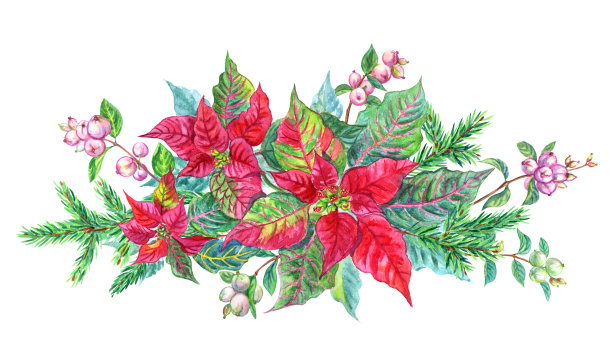 圣诞花束，一品红，冷杉枝和雪莓，水彩插图图片下载