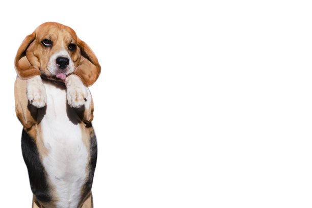 白色背景上滑稽的小猎犬图片下载