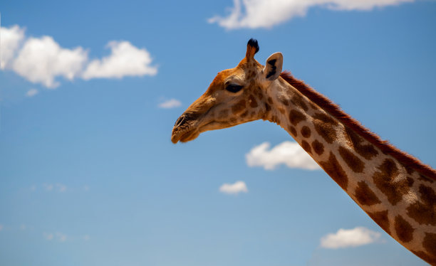 野生非洲生活。夏日蓝天上的一只大的普通南非长颈鹿。图片下载