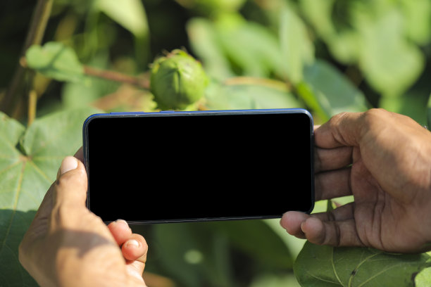 在玉米地里用智能手机拍摄新鲜的棉花水果照片图片下载