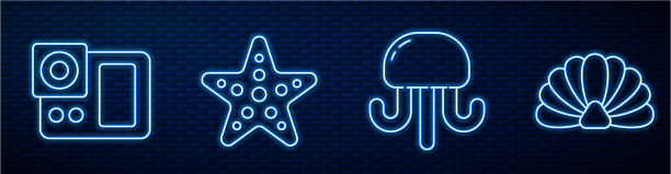 设置海星和海蜇拍照线图片下载