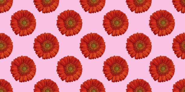 美丽的背景与花无缝图案与红色非洲菊图片下载