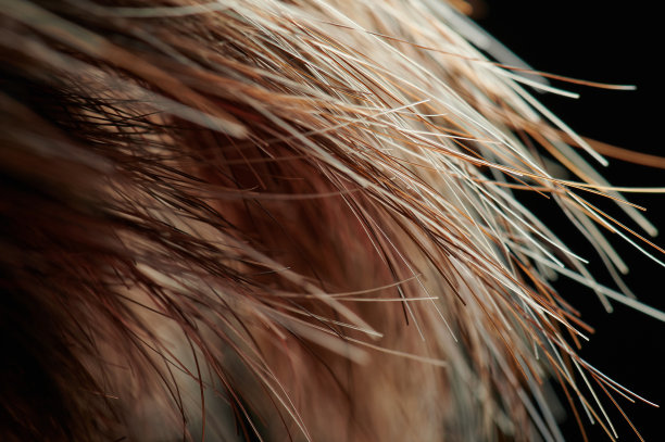 亮丽健康的发梢图片下载