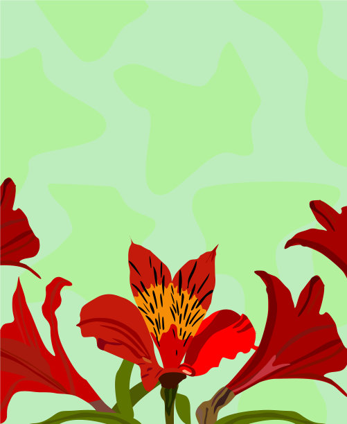 秘鲁莉莉图片下载