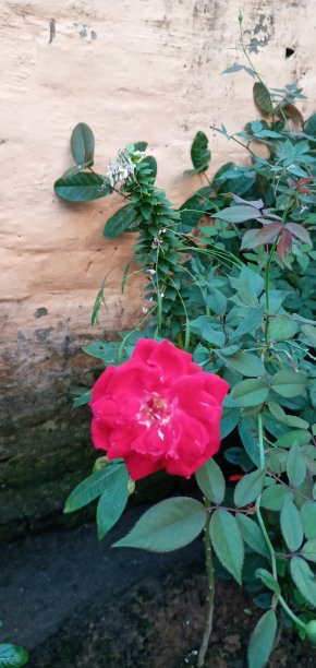 红玫瑰在印度农村的照片图片下载