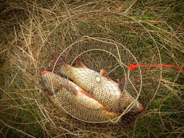 在花园里捉鱼，横拍图片下载