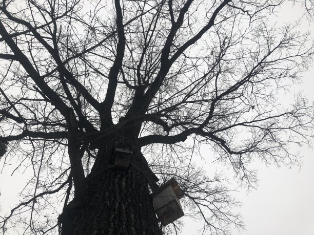 老橡树上的鸟屋图片下载