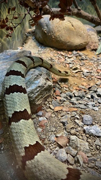 带状岩石响尾蛇/鳞响尾蛇图片下载