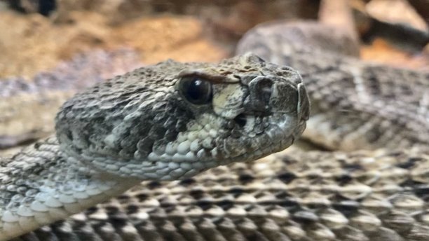 西部菱形斑纹响尾蛇-特写/响尾蛇图片下载