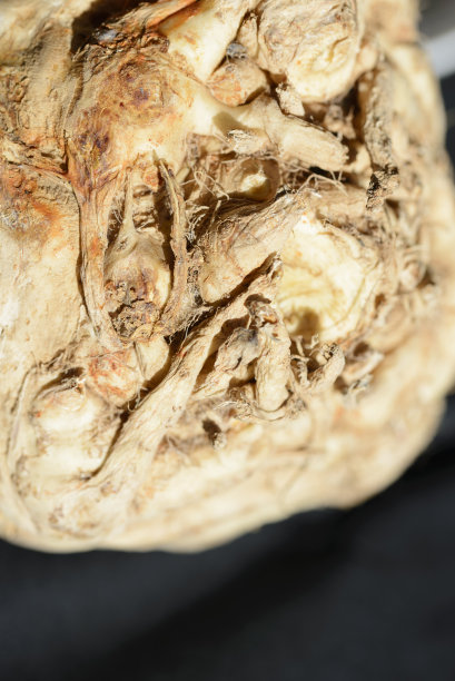 芹菜根蔬菜在黑色背景:微距摄影图片下载