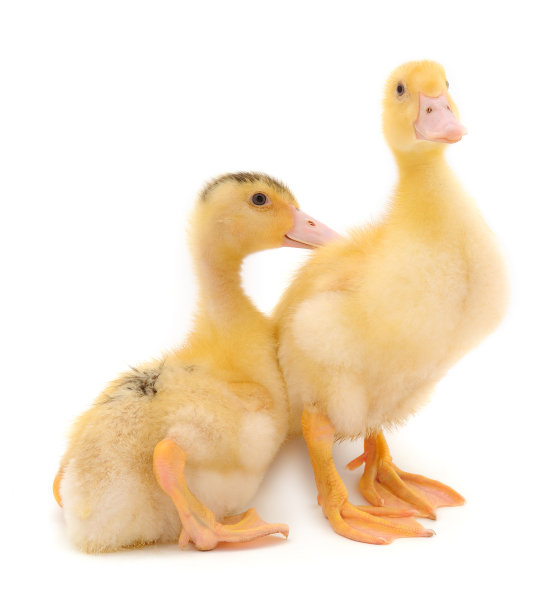 年轻可爱的小鸭子。图片下载