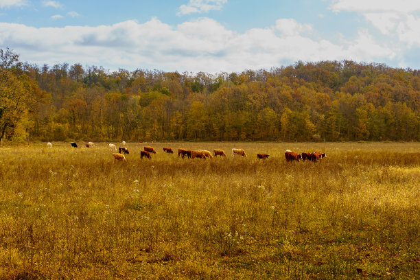 秋天，牛在牧场上吃草。牛在田里。畜牧业和农业。图片下载