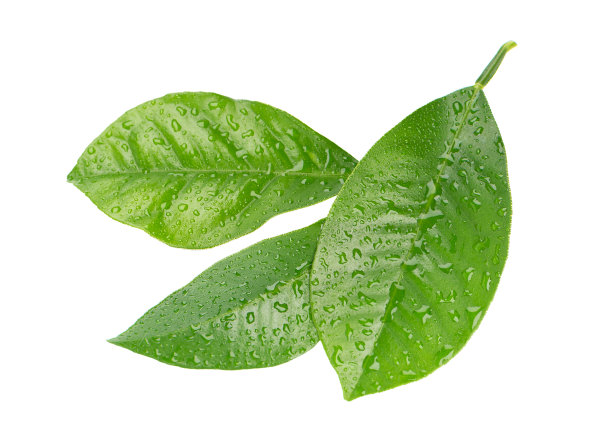 柠檬叶与滴孤立在白色背景。柑橘叶的分枝。热带植物的一部分。前视图。图片下载