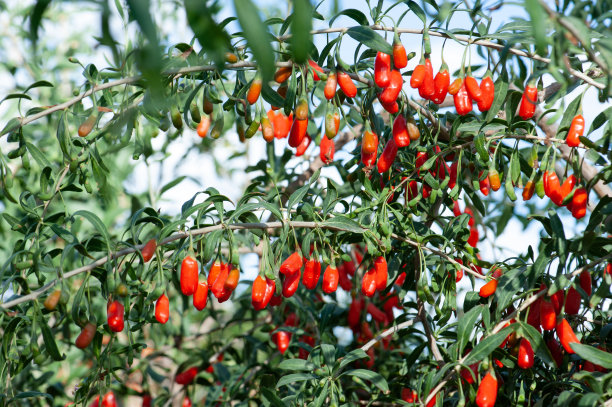 枸杞果实和花园里的植物图片下载