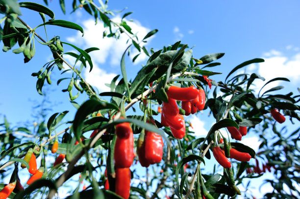 枸杞果实和花园里的植物图片下载