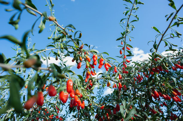 枸杞果实和花园里的植物图片下载