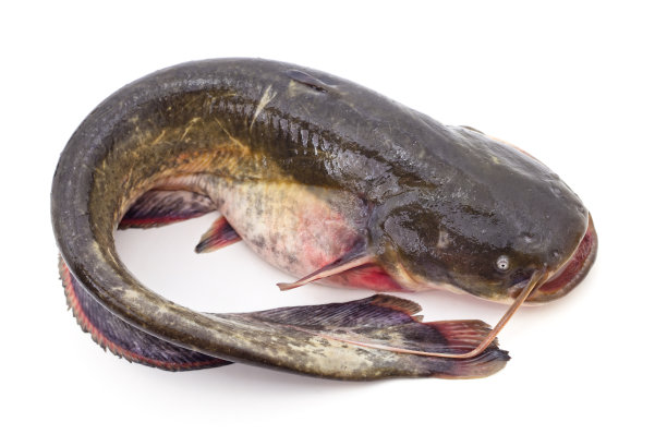 一个河鲶鱼。图片下载