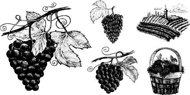 葡萄设置图片图片下载