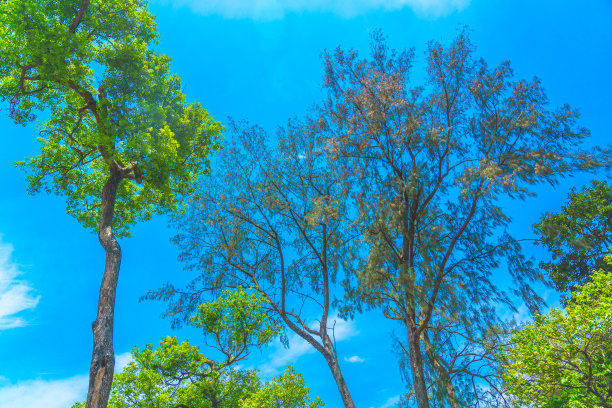 美丽的自然早晨在薄雾春天森林与太阳图片下载