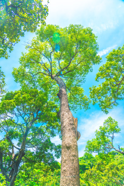 美丽的自然早晨在薄雾春天森林与太阳图片下载