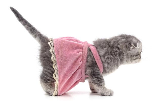 穿着裙子的小猫。图片下载