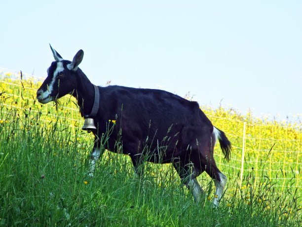 在春季阿尔卑斯牧场的家养山羊，在阿尔卑斯山脉的斜坡上，Gams - Canton的圣加仑，瑞士图片下载