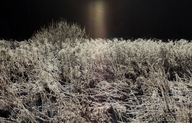 冬季自然背景。冬天的风景。近距离观察覆盖着霜雪的草地。冬天大自然的美丽景色。弗罗斯特宏观照片。冰冻的草。图片下载