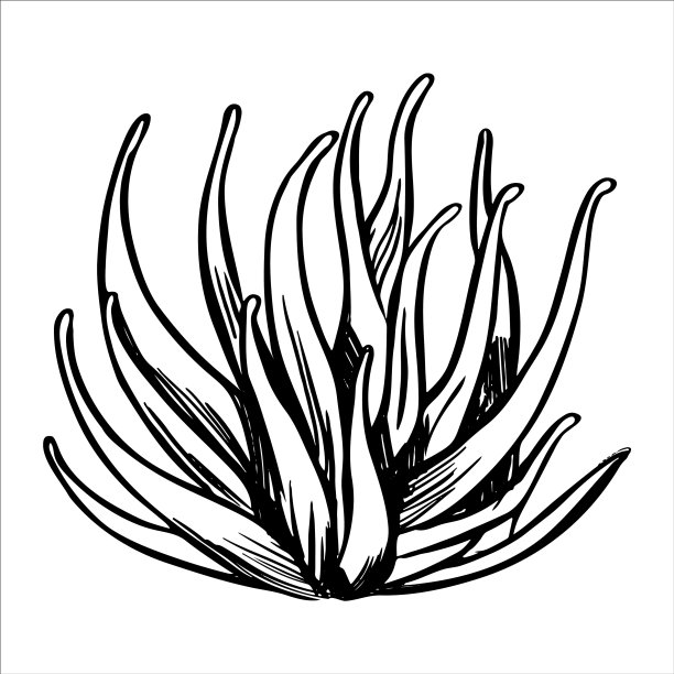 海葵黑线素描上图片下载