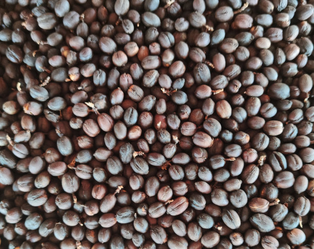 近距离观看咖啡馆餐厅的有机新鲜烘培咖啡豆，自制饮品广告图片下载