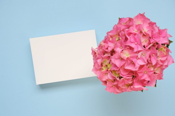 花卡与绣球花在温和柔和的颜色。粉色绣球花，浅蓝色背景上白色空白卡片。妇女节，母亲节。春节贺卡有复制空间。图片下载