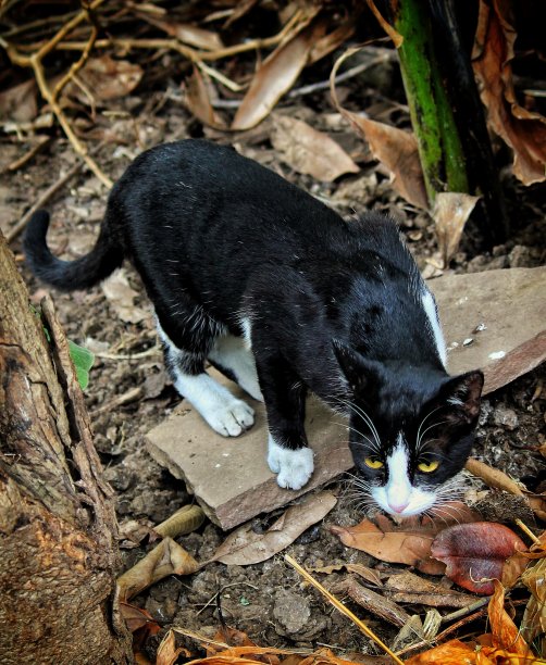 黑色的小猫图片下载