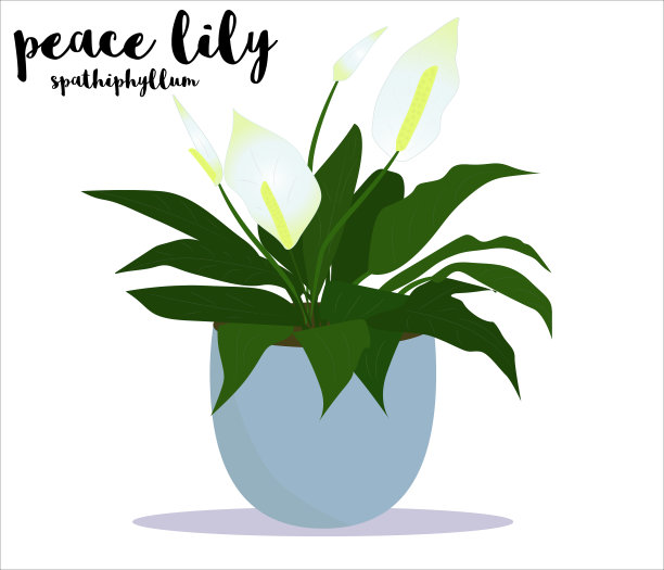 和平百合室内植物在花盆矢量插图与名称文本“和平百合spathphyllum”。盆花，室内装饰元素，房间，花园爱好，花店概念，明信片图片下载