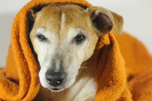 可爱的老狗在橙色的毯子里睡着了图片下载