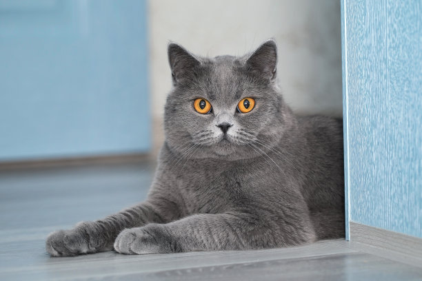 可爱的猫坐在房间里看着我们。猫正坐在复合地板上，爪子伸在前面图片下载