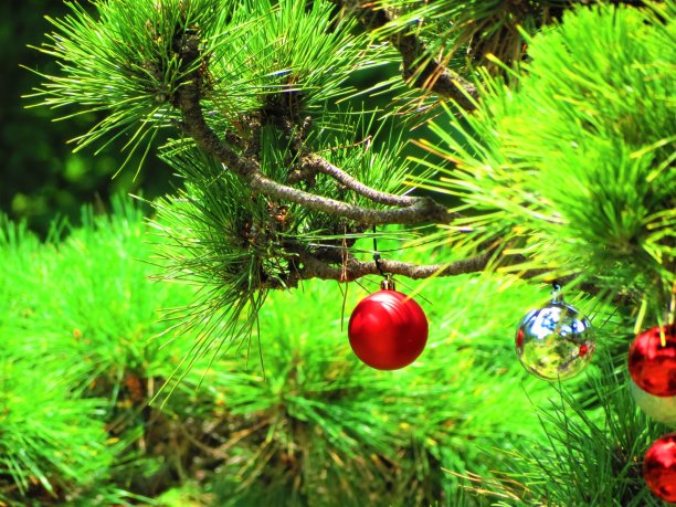 圣诞树用树枝装饰圣诞，装饰彩球。图片下载