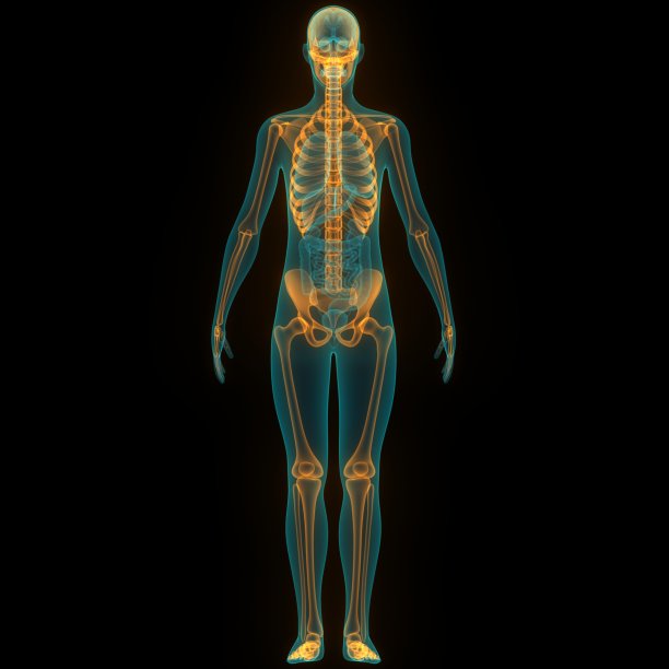 人体骨骼系统骨关节解剖学图片下载