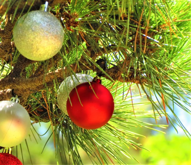 圣诞树用树枝装饰圣诞，装饰彩球。图片下载