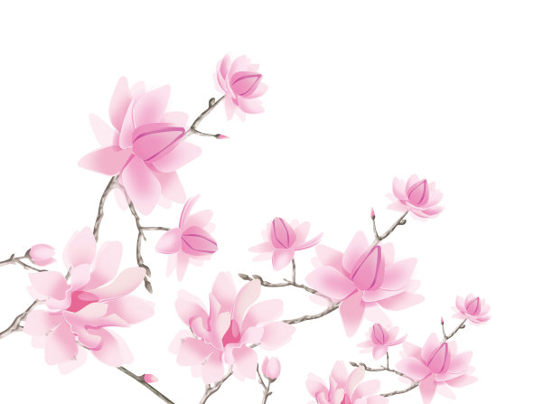 白色背景上的木兰的花和枝。插图。图片下载