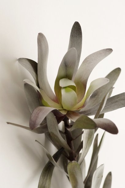 奇异的花靠近孤立的白色背景中性颜色。海报图片下载