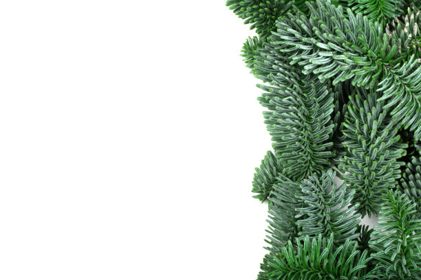 圣诞树框架图片下载