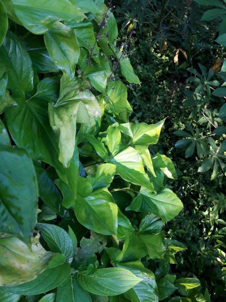 院子里生长茂盛的植物图片下载