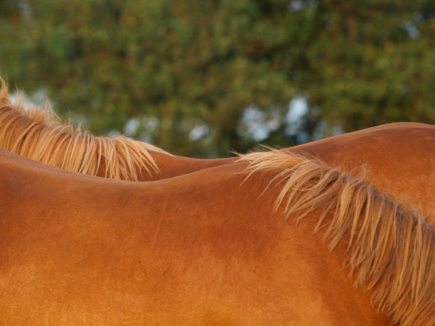 马文摘图片下载