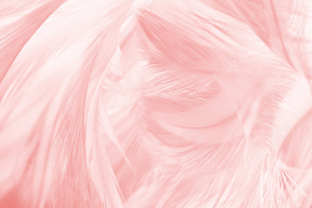 美丽的浅粉色羽毛图案纹理背景图片下载
