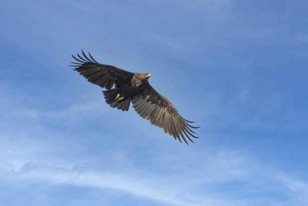 大斑点鹰在蓝天的背景飞行图片下载