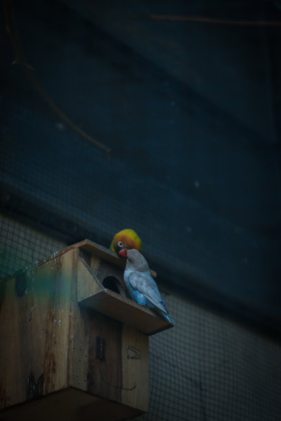 两只可爱的小鸟相亲相爱图片下载