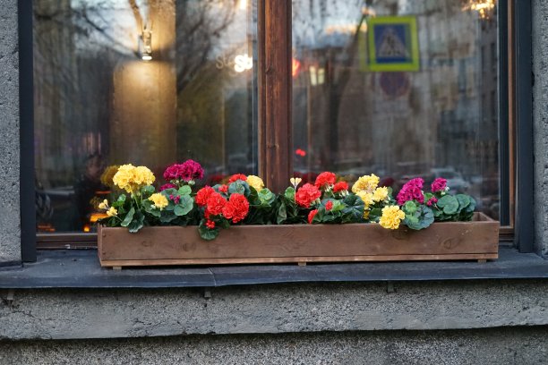 窗外的花图片下载