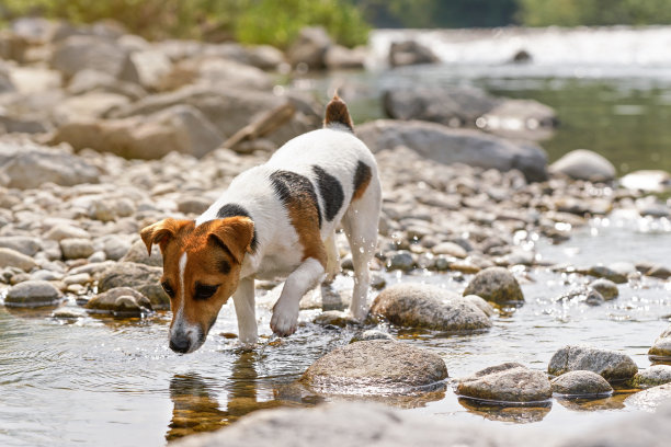 小杰克罗素梗走在浅滩附近，探索水和潮湿的石头，特写细节图片下载